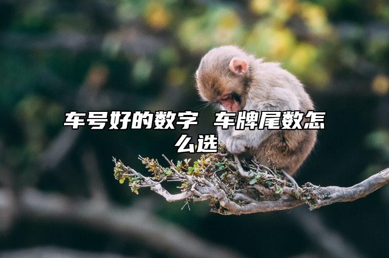 车号好的数字 车牌尾数怎么选 手机号码选择技巧